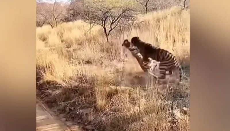 tigers wild fight video gets huge attention 