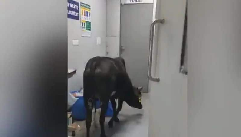 cow wandering inside hospital icu video going viral 