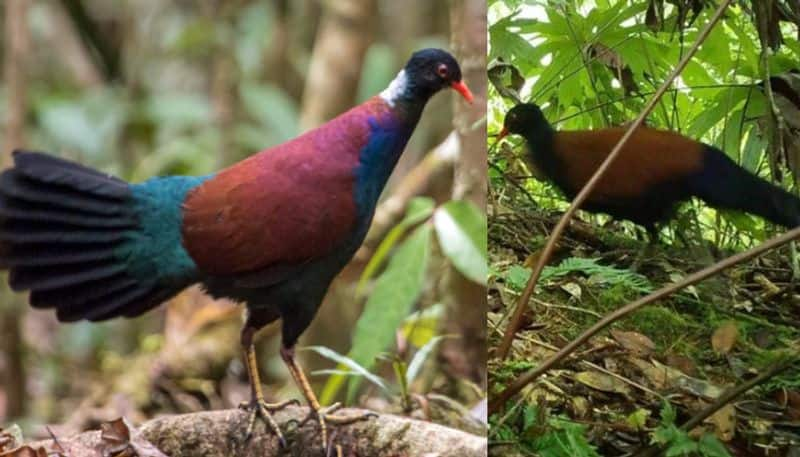 Black naped pheasant pigeon sighted  for firt time in 140 years 