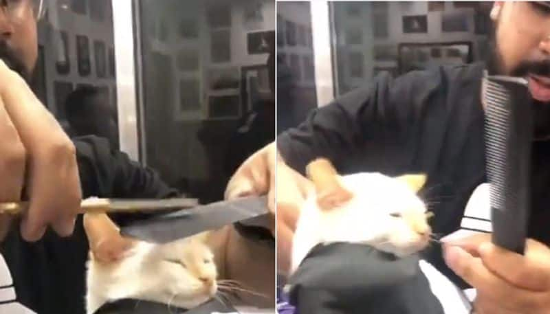 Cat Sits Patiently As It Gets A Haircut