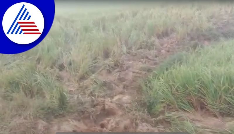 Elephants Rushed To The Paddy Field at Kodagu gvd