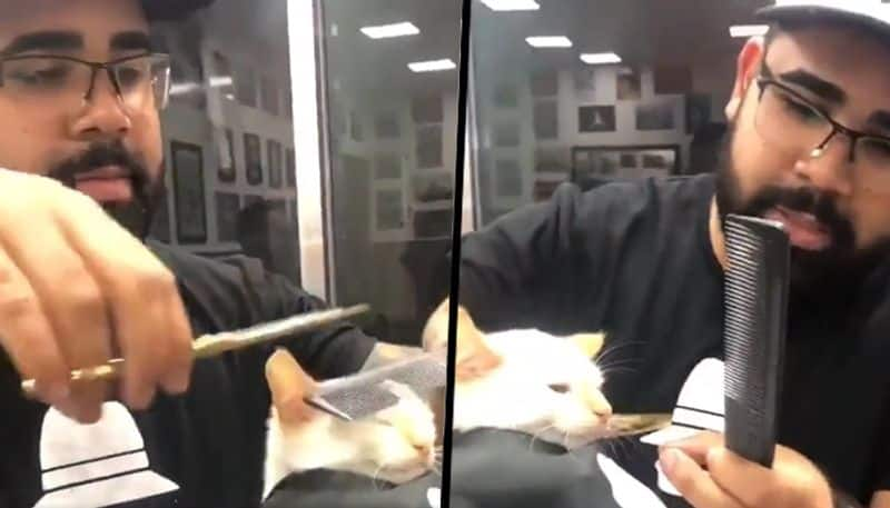 Barber gives haircut to cat; viral video will make your day - gps