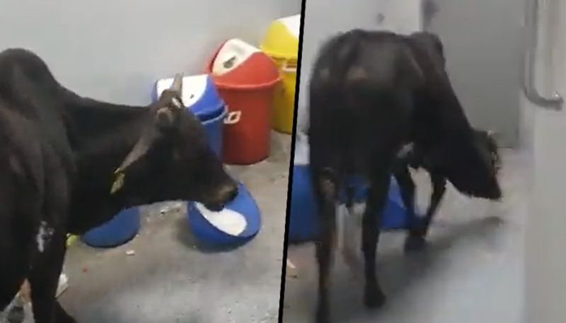 Cow wanders inside ICU ward of Rajgarh hospital, eats medical waste; watch viral video - gps