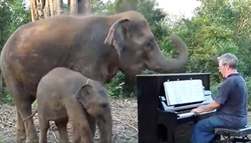 Mother And Baby Elephant Listening To Piano Music