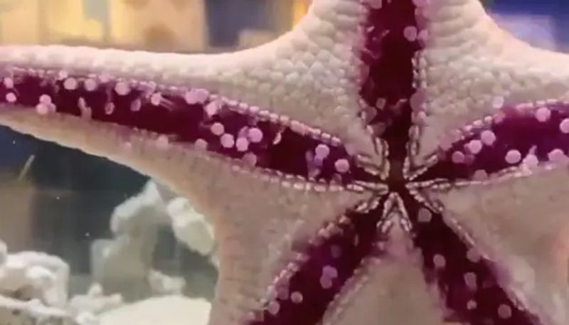 starfish moving on a glass video goes viral 