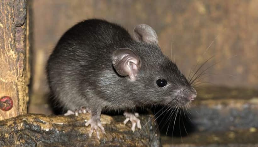 30 page chargesheet against man in UP for tying stone to rat's tail and drowning it