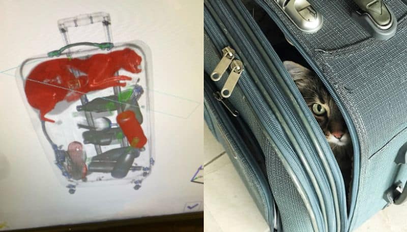 cat snuck into passengers suitcase finds in x ray screening 