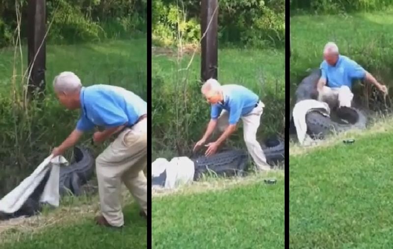 Alligator aggressively attacking a person who tried to catch it and video gone viral