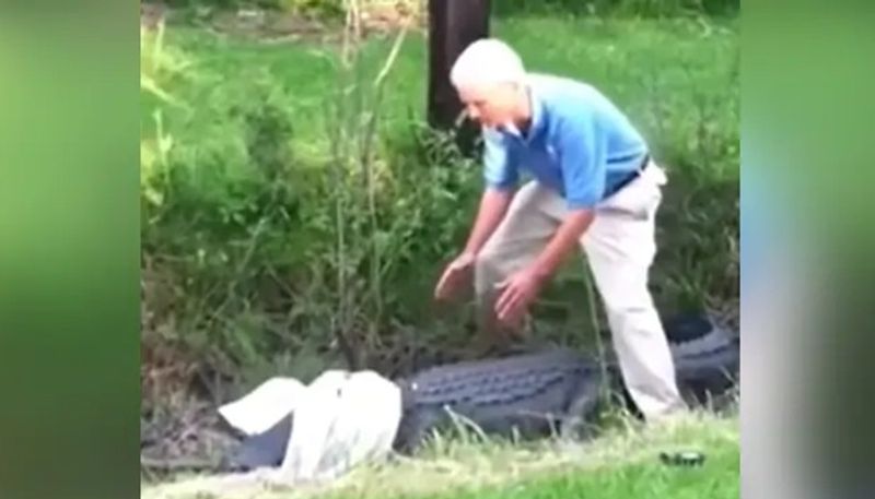 man tries to catch alligator with a cloth 