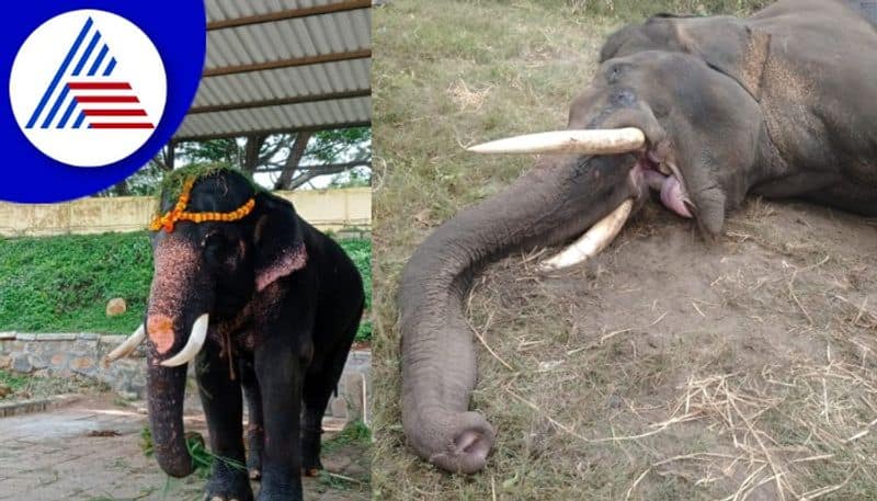 Serious injury in fight with wild elephant Dasara elephant Gopalaswamy dies rav