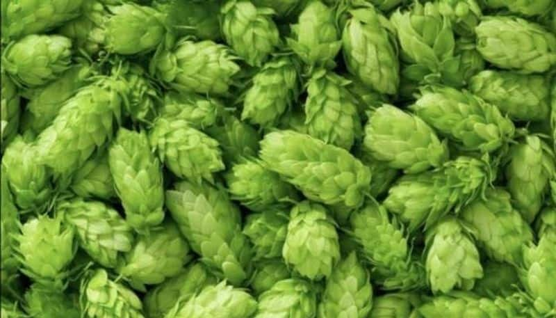 hop shoots most expensive vegetable in the world