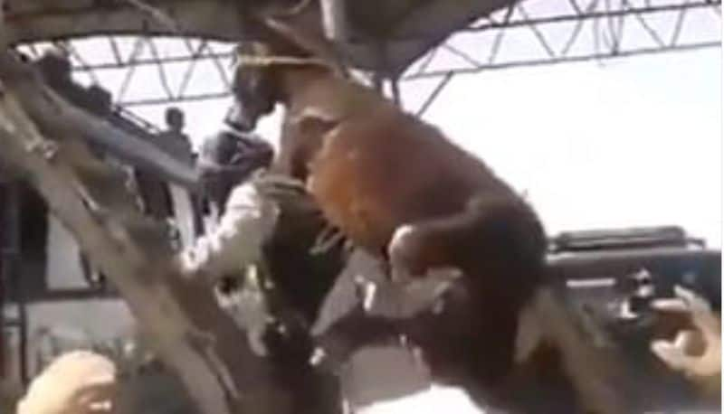 Man tied his Donkey to his back and climbed top of the bus in Pakistan video goes viral akb