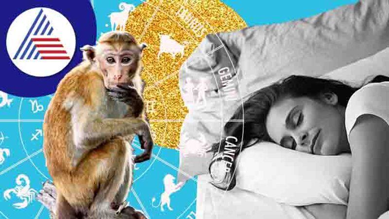 Know about the astrological beliefs about seeing monkeys in dream