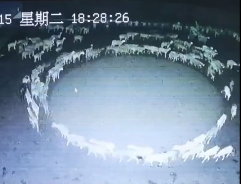 sheep went round in a circle for 12 days in China; what is the reason?