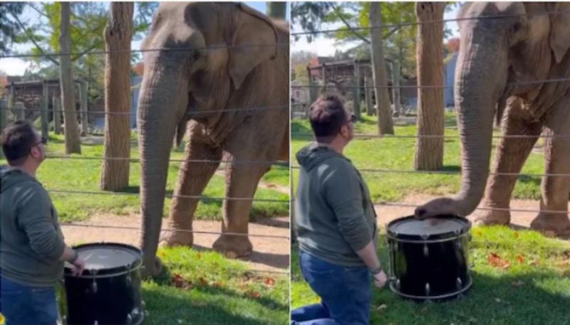 Elephant plays the drum with its trunk in viral video