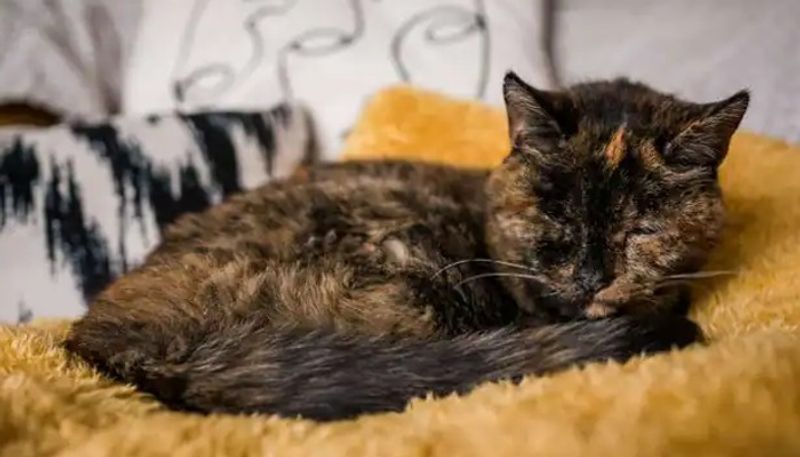 here is the details of the oldest cat in the world 