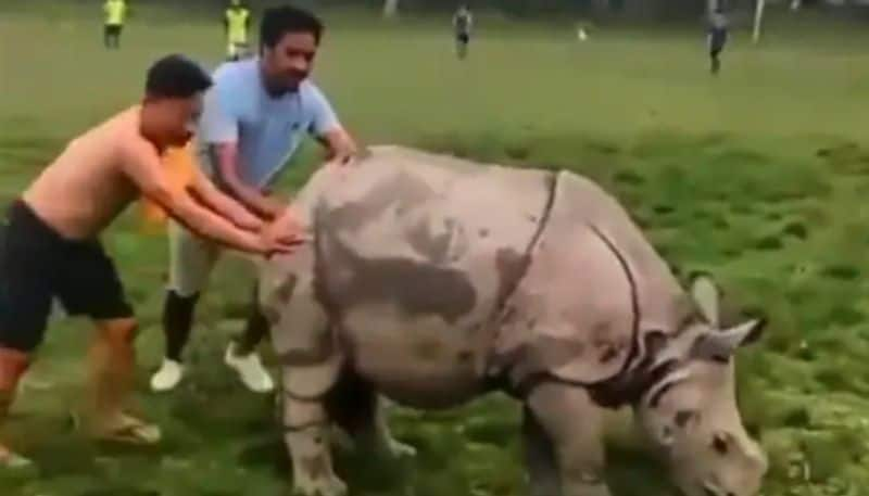 Rhino Interrupts A Football Game 