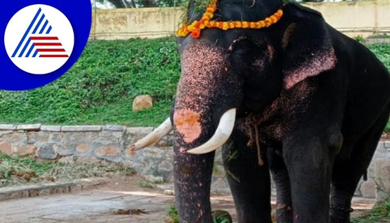 Gopalaswamy elephant death  operation postponed rav