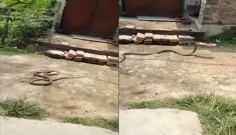 IFS officer shares video of snake slithering away with a chappal