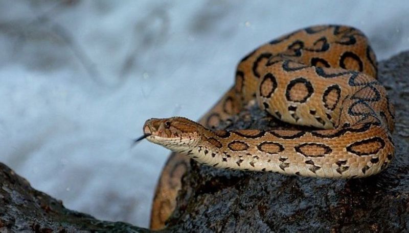 mans tongue amputated after snake bite in a puja