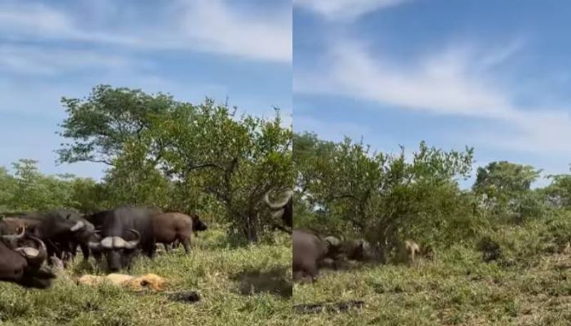 buffaloes attacking old lion 