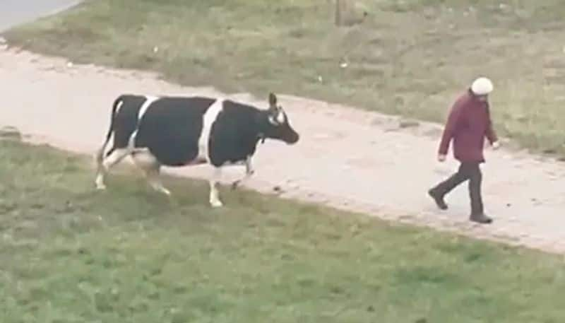 cow waiting near road for owner and this is the warmest visual you can see in these days 