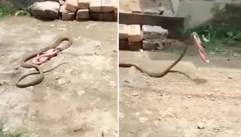 hilarious video in which a snake slithering away with slipper 