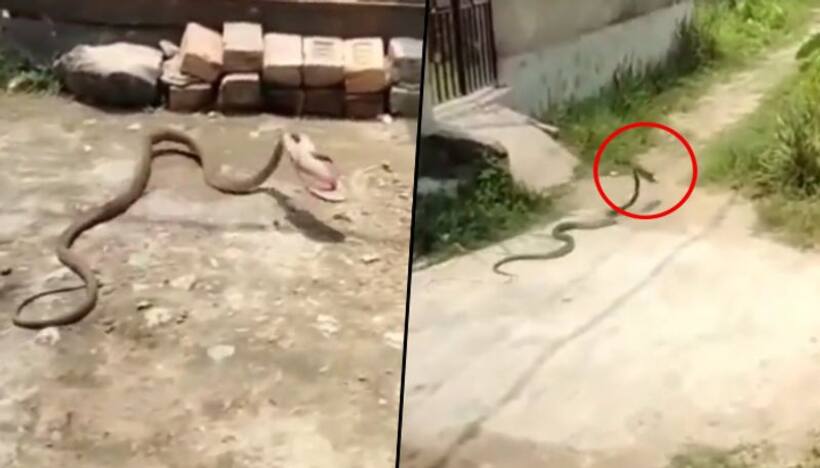 Watch: Snake steals footwear and rushes like a thief; hilarious video goes viral