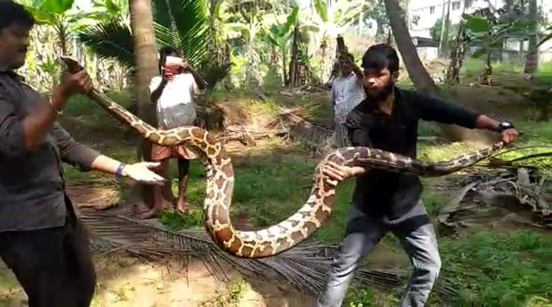 12 feet long mountain snake inside the coconut grove caught near covai