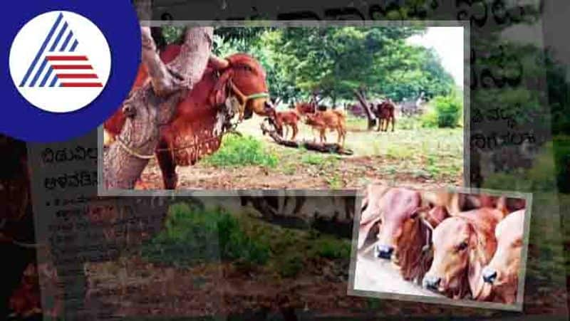 an IT employee doing Gheer Cow Farming at ballari rav