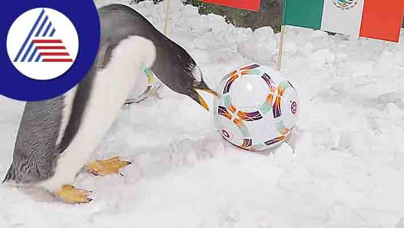 Fifa World Cup Prediction by Dubai penguin Toby already forecast five wins so far san