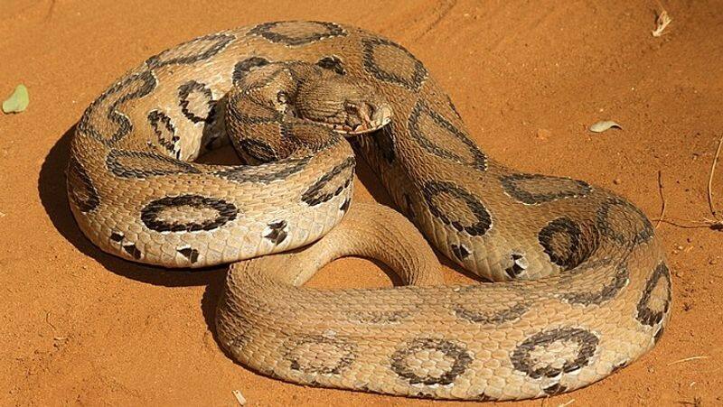 declared extinct in 2002 returned with more adapting capacity in 2020 snake bite from Russell viper increasing in Bangladesh