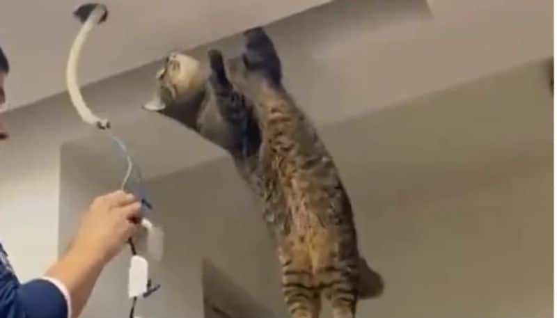 Cat Assists An Electrician,Internet In Splits