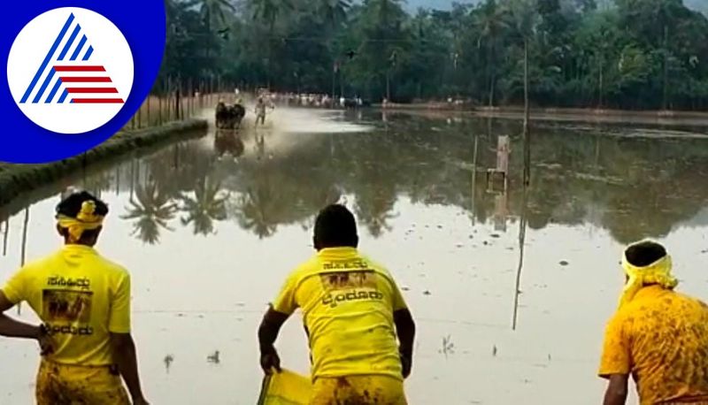 kantara kambala buffalo race held with grand event in udupi gvd