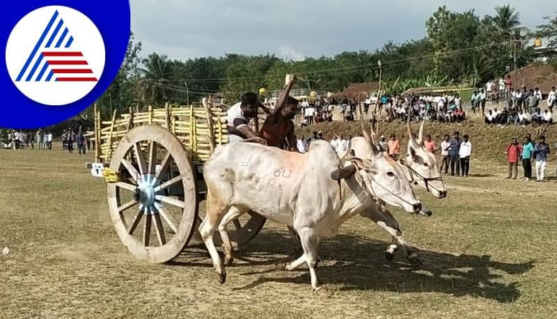 Bullock cart race in Kodagu on the occasion of Banashankari Devi Jatra Utsav gvd