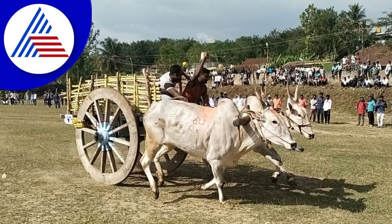 25 Year Old Young Man Dies in Bullock Cart Competition in Chikkamagaluru grg 