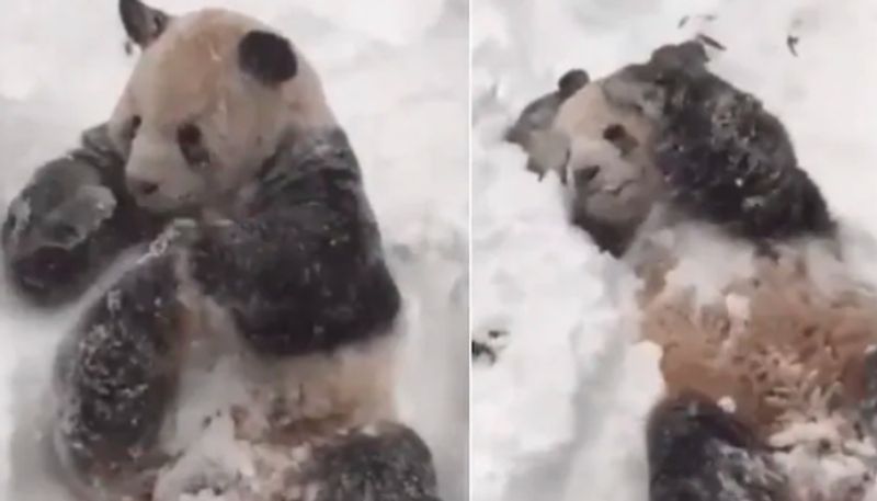 panda playing in the snow will instantly make you smile