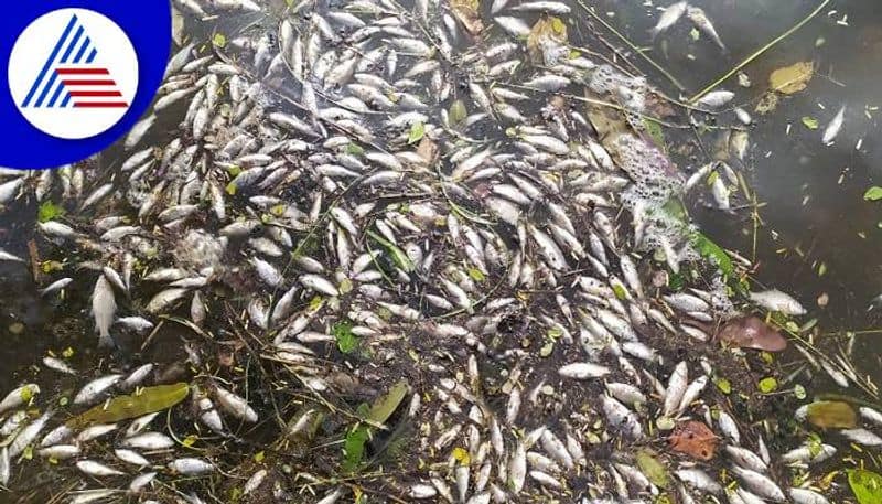 Killed Millions of Fish due to Poison the Lake in Tumakuru grg