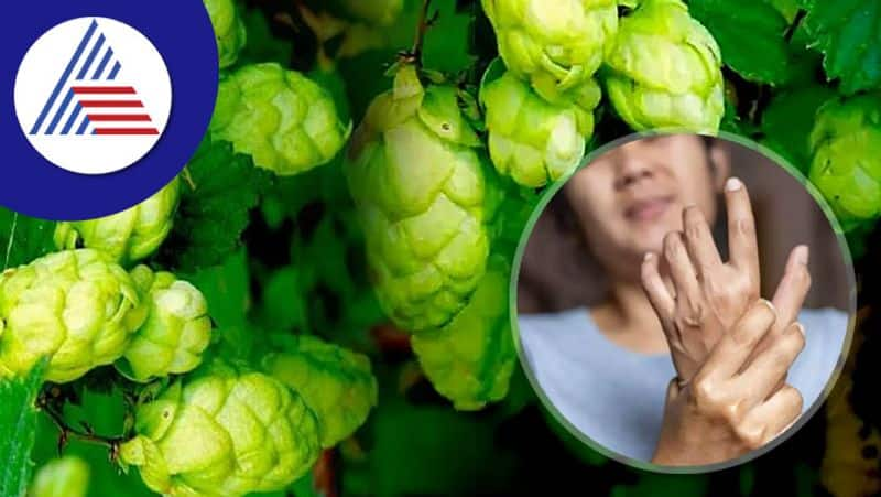 Worlds Costliest Vegetable Hop Shoots Are Sold At Rs 85,000 A Kilo Vin