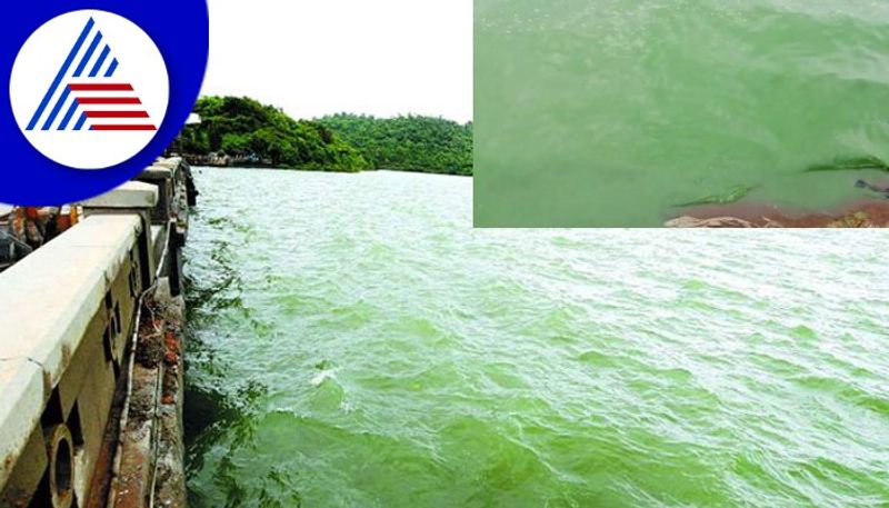 TB Dam water turn green colour at hospete koppal rav