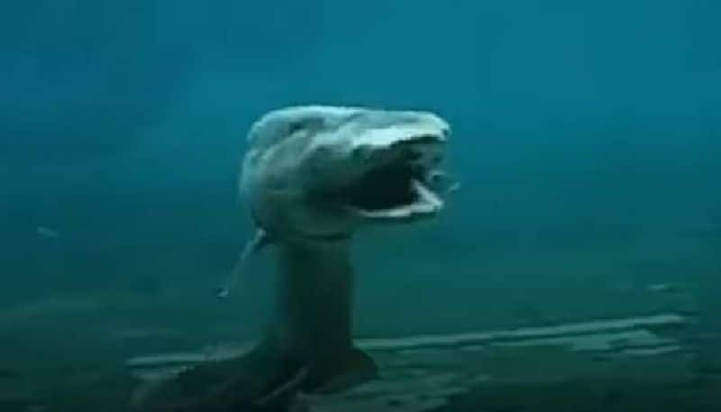 Frilled Shark video went viral 