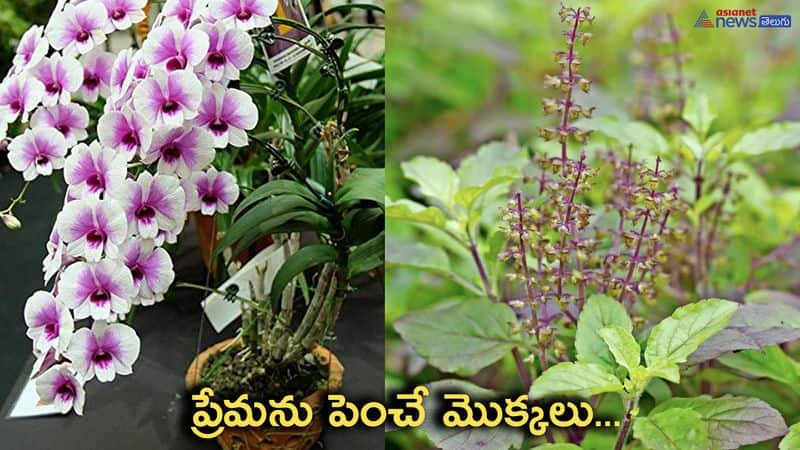 Incredible Plants to Attract Love in Your Life...