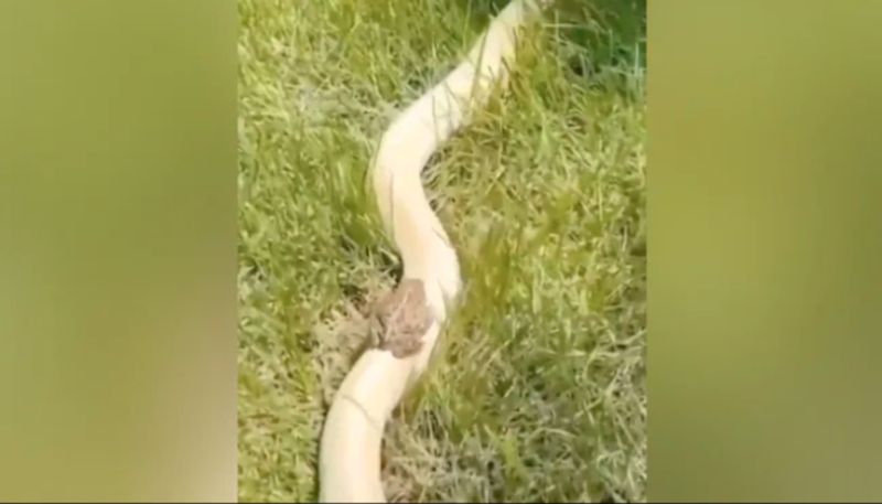 Video Of A Little Frog Slithering Down A Snakes Back 