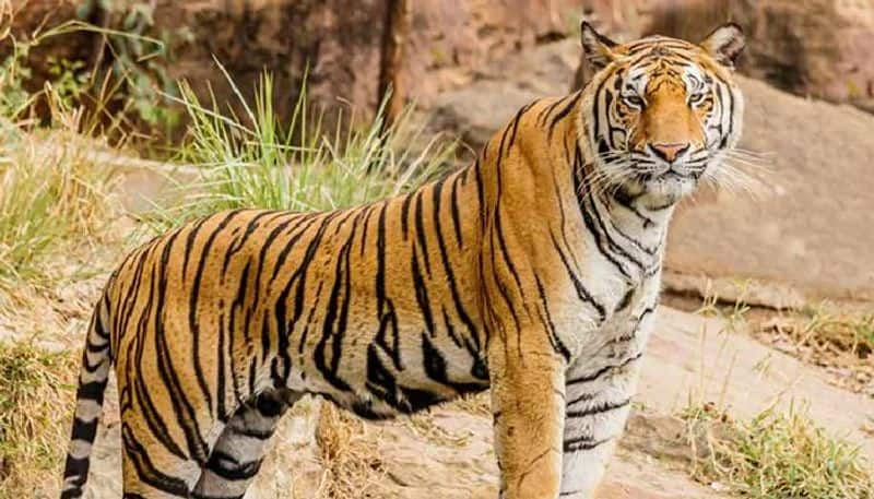 tourists stop jeep to see tiger then this is happened 