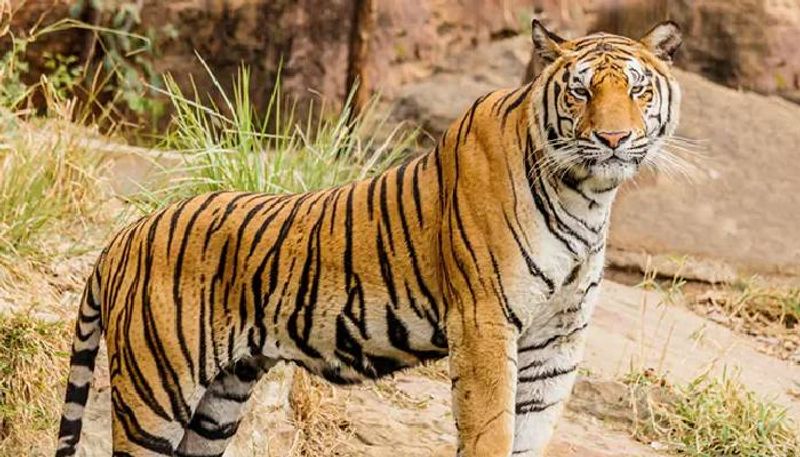 tourists stop jeep to see tiger then this is happened 