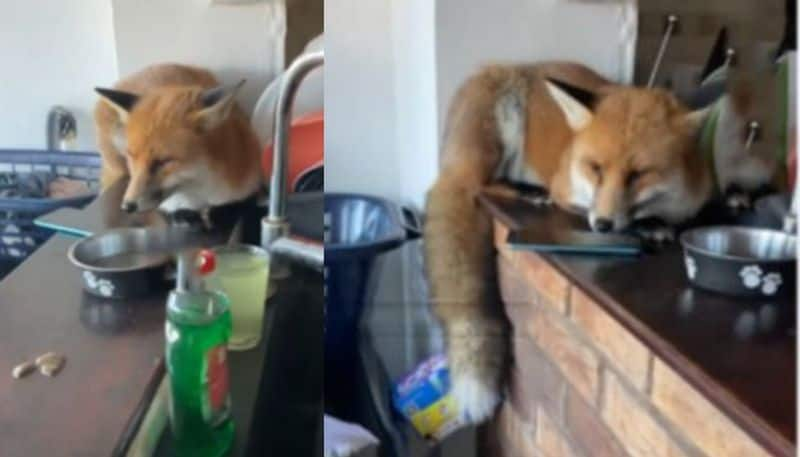 Fox in the house in viral video 