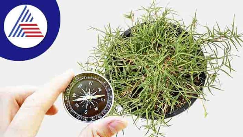 Keep these rules of Vastu in mind while planting Durva grass plant in the house skr