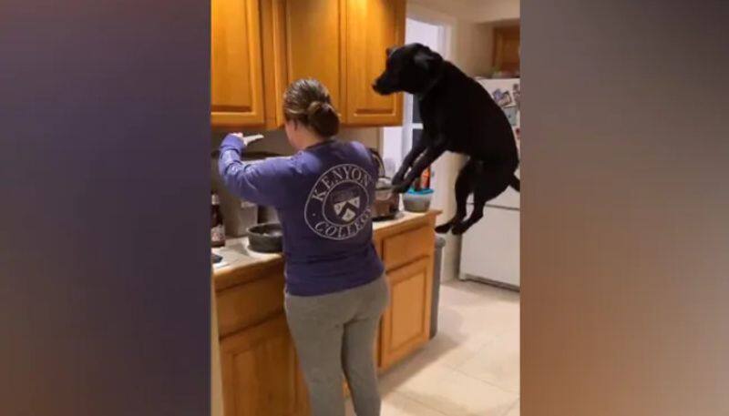 Dog Jumps In Excitement After Seeing Its Meal