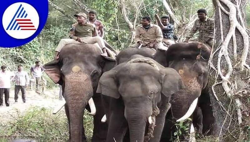 Elephant Capture in Chikkamagaluru Forest grg