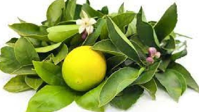 not only lemon lemon leaves also has many medicinal values